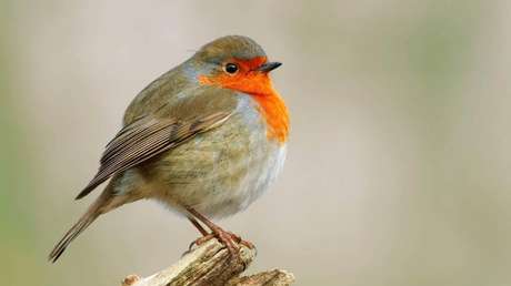 Científicos descubren cómo los pájaros pueden ver los campos magnéticos de la Tierra