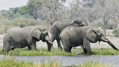 Matanza 'bestial' en África: Hallan casi 90 elefantes masacrados en Botsuana (VIDEO)