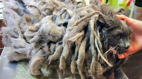 Bob Marley, el gato abandonado que vivió durante meses atrapado bajo dos kilos de su propio pelo