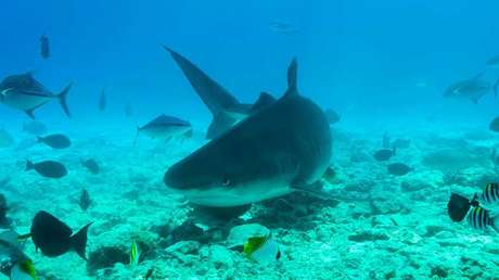La encantadora de tiburones: Buceadora hipnotiza a un enorme escualo (VIDEO)