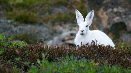 Los animales de pelaje invernal blanco 'mutan' debido al calentamiento global