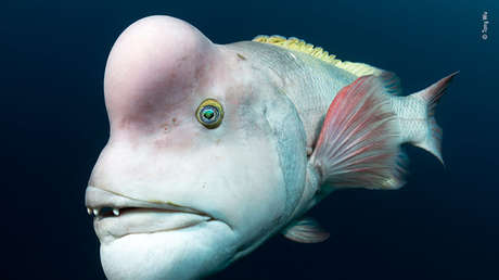 La vida silvestre en todo su esplendor: Los finalistas de Wildlife Photographer of the Year 2018