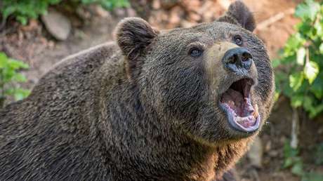 Hallan un químico en la saliva de oso capaz de matar a las bacterias más resistentes a los fármacos