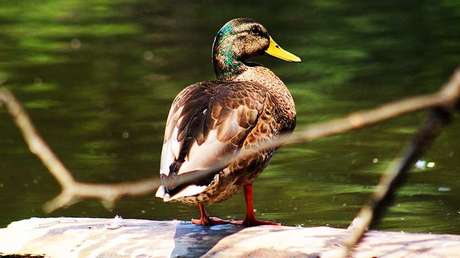 La pata silvestre más solitaria del mundo vive en Nueva Zelanda y sufre por culpa de un gallo