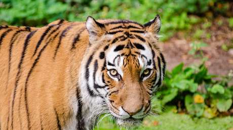 Denuncian a un circo por maltrato animal y cuando entran en las jaulas se quedan de piedra