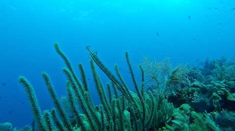 Unas marcas enigmáticas en el fondo del Pacífico agitan la Red: ¿Un ovni, pura geología o algo más?