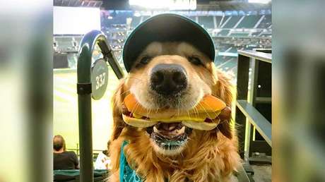 VIDEO: Un perro sostiene en su boca un perrito caliente mientras su dueño le saca una foto