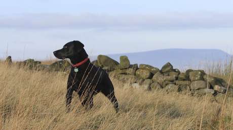 El hallazgo de un perro extraviado salva de 50 años de cárcel a un hombre condenado por abuso sexual