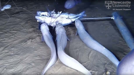 VIDEO: Hallan tres nuevas especies a 7.500 metros de profundidad en la fosa de la Atacama