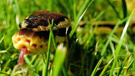 VIDEO: Captan a dos enormes serpientes peleando en una vivienda en Australia