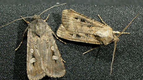 VIDEOS: Una invasión de millares de polillas aterroriza a una región en Francia