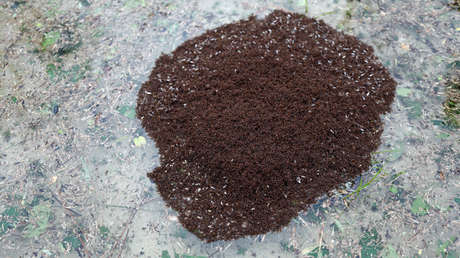 VIDEO: Hormigas forman 'islas' flotantes para hacer frente al huracán Florence