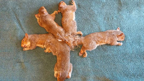 Del nido al nudo: Cinco ardillas enredadas por sus colas se salvan de muerte segura (FOTOS)