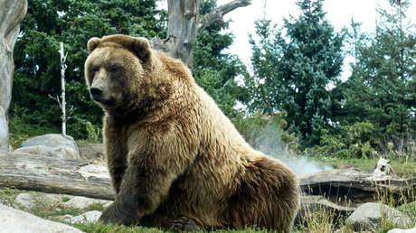 Críticas y amenazas de muerte a un exjugador de hockey tras publicar fotos con un oso cazado