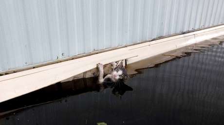 Los animales, las otras víctimas del devastador huracán Florence