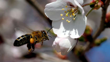 Propagación global: Insectos consumen microplásticos y los introducen en la cadena alimentaria