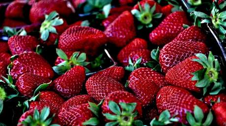 Cómo el 'terrorismo' de las fresas agujereó toda una industria y puso en vilo a un país entero