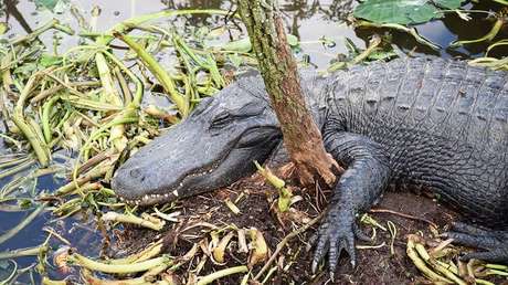 FOTO: Alcaldesa de Texas de 73 años mata a un caimán que se comió a su poni