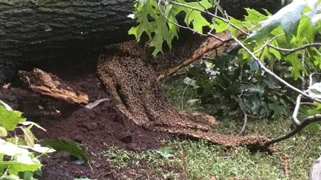 "Situación catastrófica": Un tornado voltea un árbol con 70.000 abejas en su interior (FOTOS)