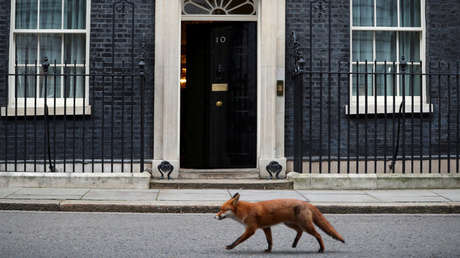 Descubren quién es el inquietante 'asesino en serie' que mató a centenares de gatos en Londres