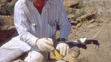 Hallan en Rusia restos orgánicos del animal multicelular más antiguo de la Tierra