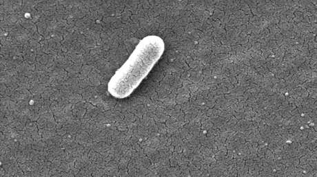'Alta tensión': Una bacteria que habita en nuestro intestino puede producir electricidad