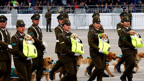 Los 'carabineros' más tiernos: Cachorros protagonizan una marcha militar en Chile (VIDEO)