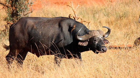 FOTOS: Una leona le enseña a sus cachorros cómo cazar un búfalo (pero la lección fracasa)