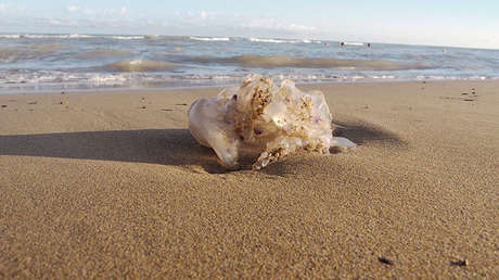 ¿Salieron del Triángulo de Bermudas?: Así se explican algunos 'monstruos marinos' pescados en la Red