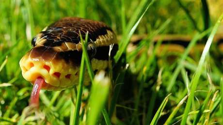 "De esto están hechas las pesadillas": En EE.UU. hallan una serpiente con 2 cabezas (FOTOS)