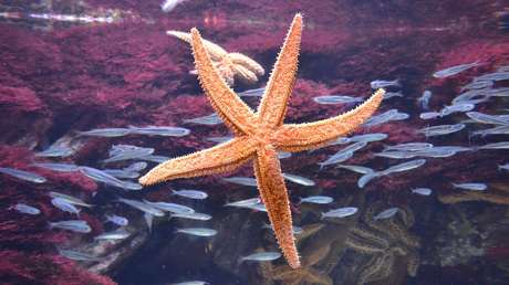 Estrellas que dejan de 'brillar' para siempre: Anuncian la extinción de una rara criatura marina