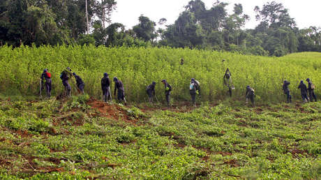 Trump se ofrece a trabajar con Duque para "erradicar la producción de coca" en Colombia