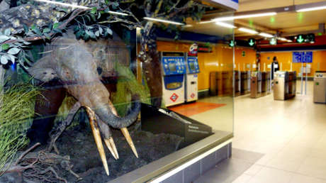 FOTOS: ¿Qué hace un mastodonte en el metro de Madrid?