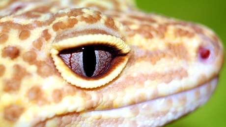 VIDEO: Un geco 'sonríe' para la cámara y pronto se convierte en meme