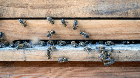 El glifosato de Monsanto causa daños mortales en las abejas