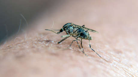 Europa sufre el peor brote de la fiebre del Nilo Occidental, que ya ha causado 115 muertos