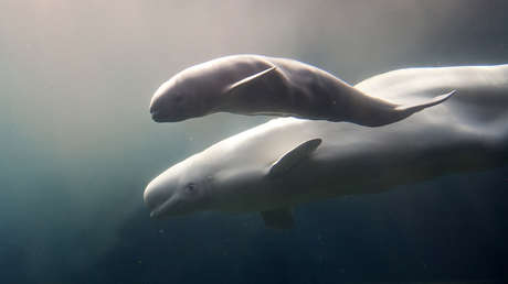 VIDEO: Una beluga perdida nada en el río Támesis cerca de Londres