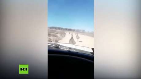 Detienen a un joven conductor que se filmó arrollando emúes mientras reía a carcajadas (VIDEO)