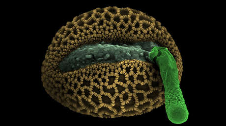 VIDEO: Logran medir el empuje que se produce cuando se reproducen las plantas
