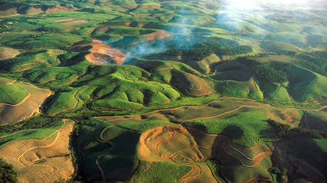 Un vórtice de extinción amenaza uno de los bosques más importantes del mundo