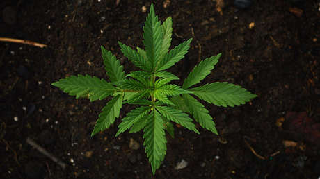 Hallan plantas de marihuana en una de las principales autopistas de la capital mexicana