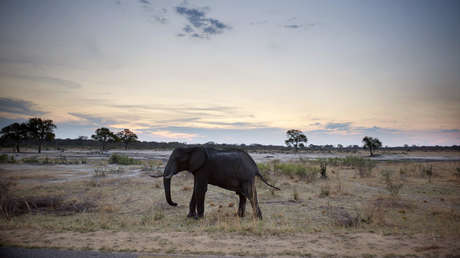 Muere aplastada por un elefante al que intentaba fotografiar en un safari 