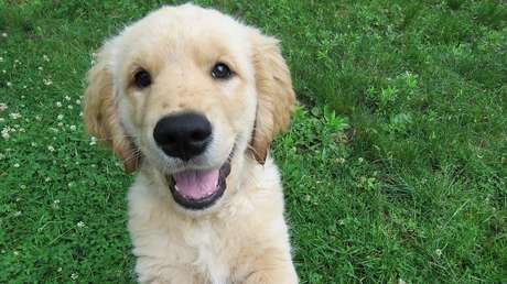¡Toc, toc!: Perro que escapó de casa regresa y toca la puerta con sus patas para que su amo le abra