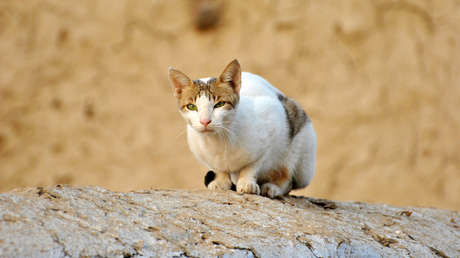 FOTO: Un gato lleva a su dueño una bolsa con droga y la Policía lo alaba