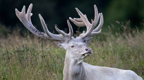 FOTO: Pillan a un ciervo albino estornudando