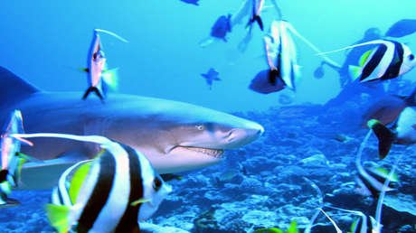 VIDEO, FOTO: Un tiburón muerde el motor de una lancha y 'sonríe' al pescador