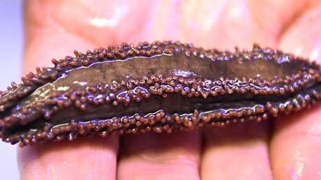 Condenan a un hombre por sobreexplotación de pepinos de mar en EE.UU.