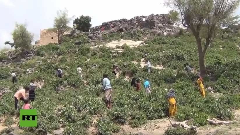 Hojas hervidas en vez de comida: Así sobreviven las familias más hambrientas de Yemen (VIDEO)