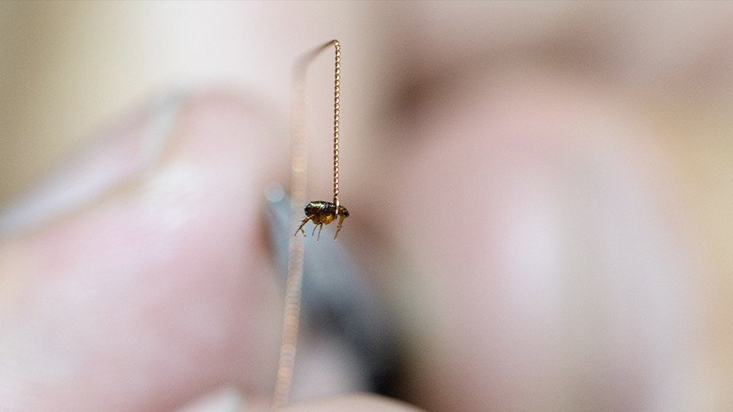 Alertan de un brote de tifus transmitido por pulgas que se extiende por Los Ángeles 