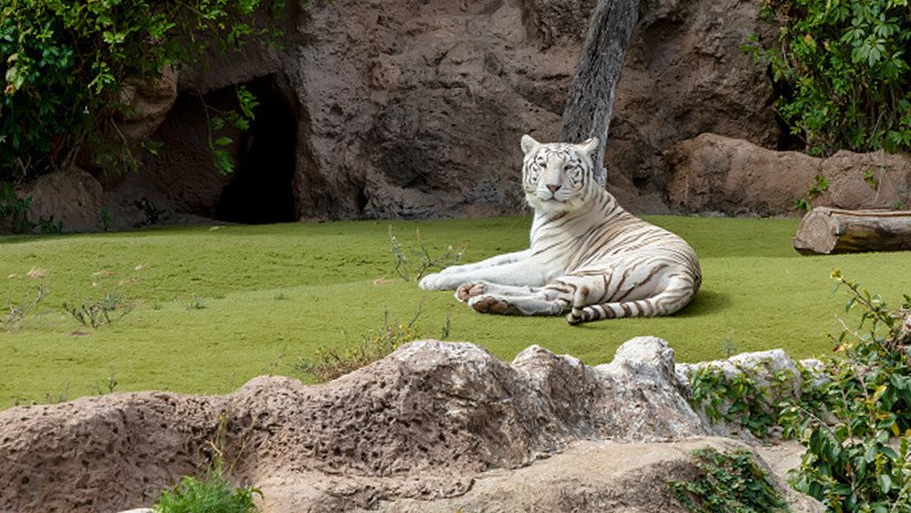 VIDEO: Perro se cree capaz de enfrentarse a un tigre atado y acaba entre sus fauces